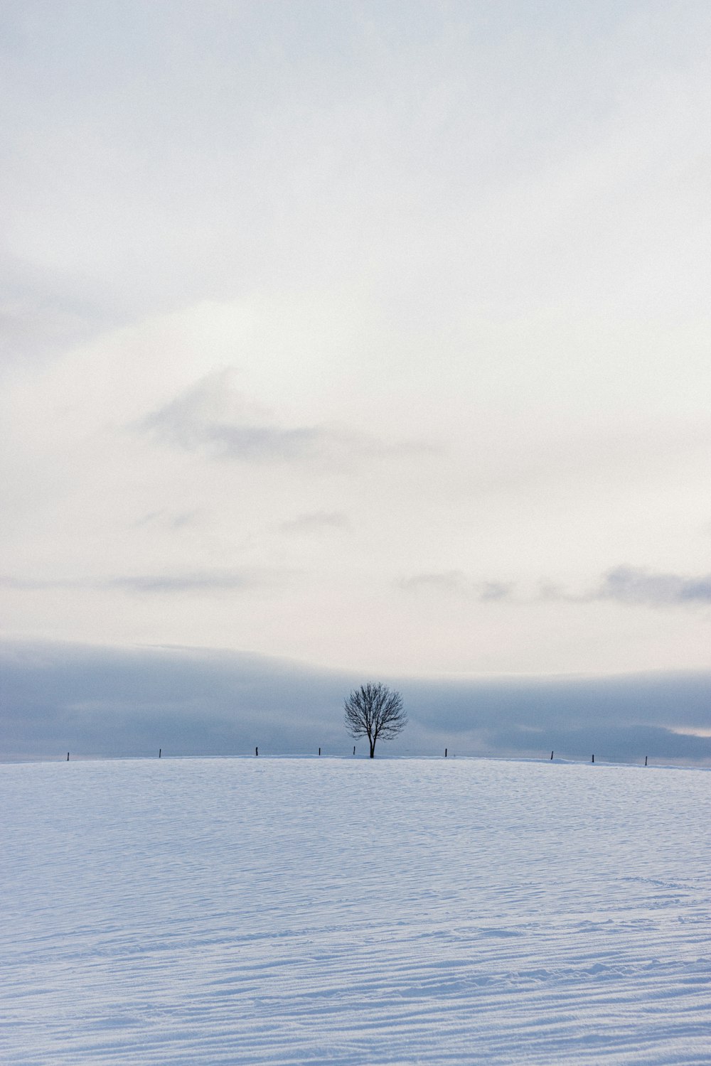 green tree on snow covered ground during daytime