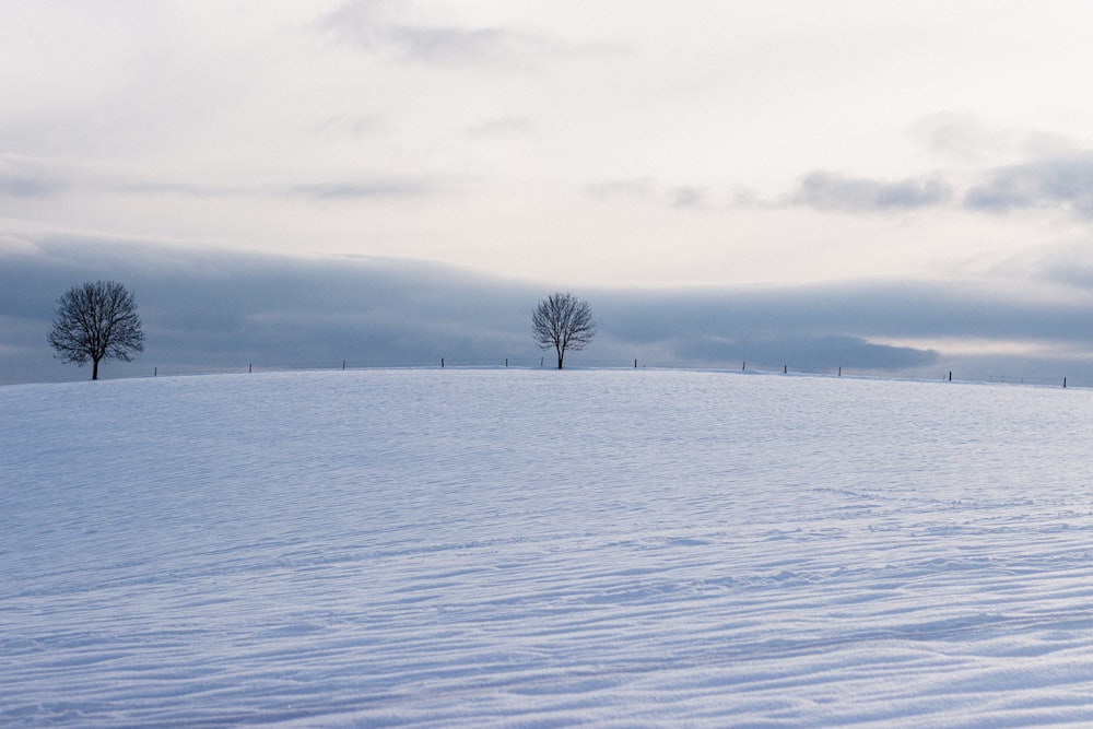 bare tree on snow covered ground during daytime