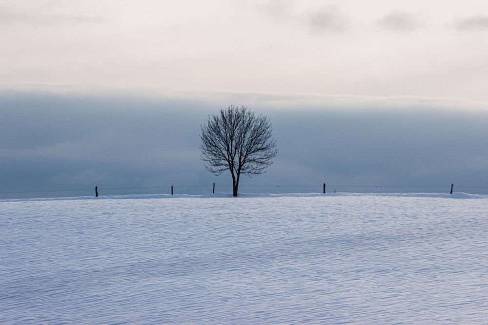 bare tree on snow covered field during daytime