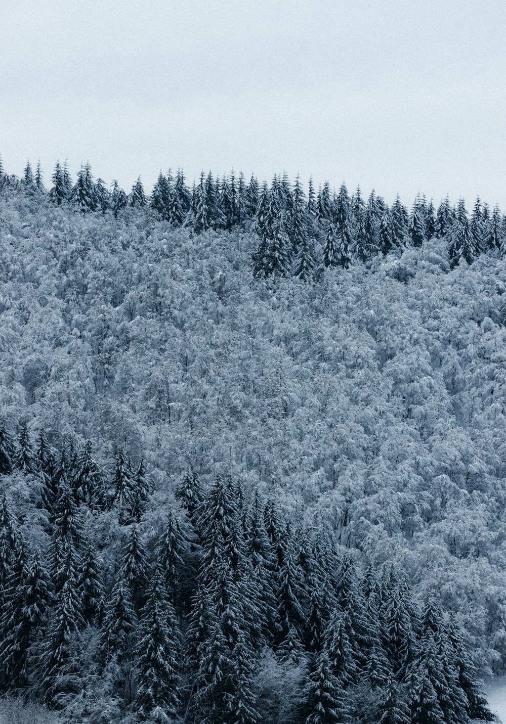 pini innevati durante il giorno