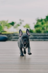 Bulldog Frances negro y blanco cachorro