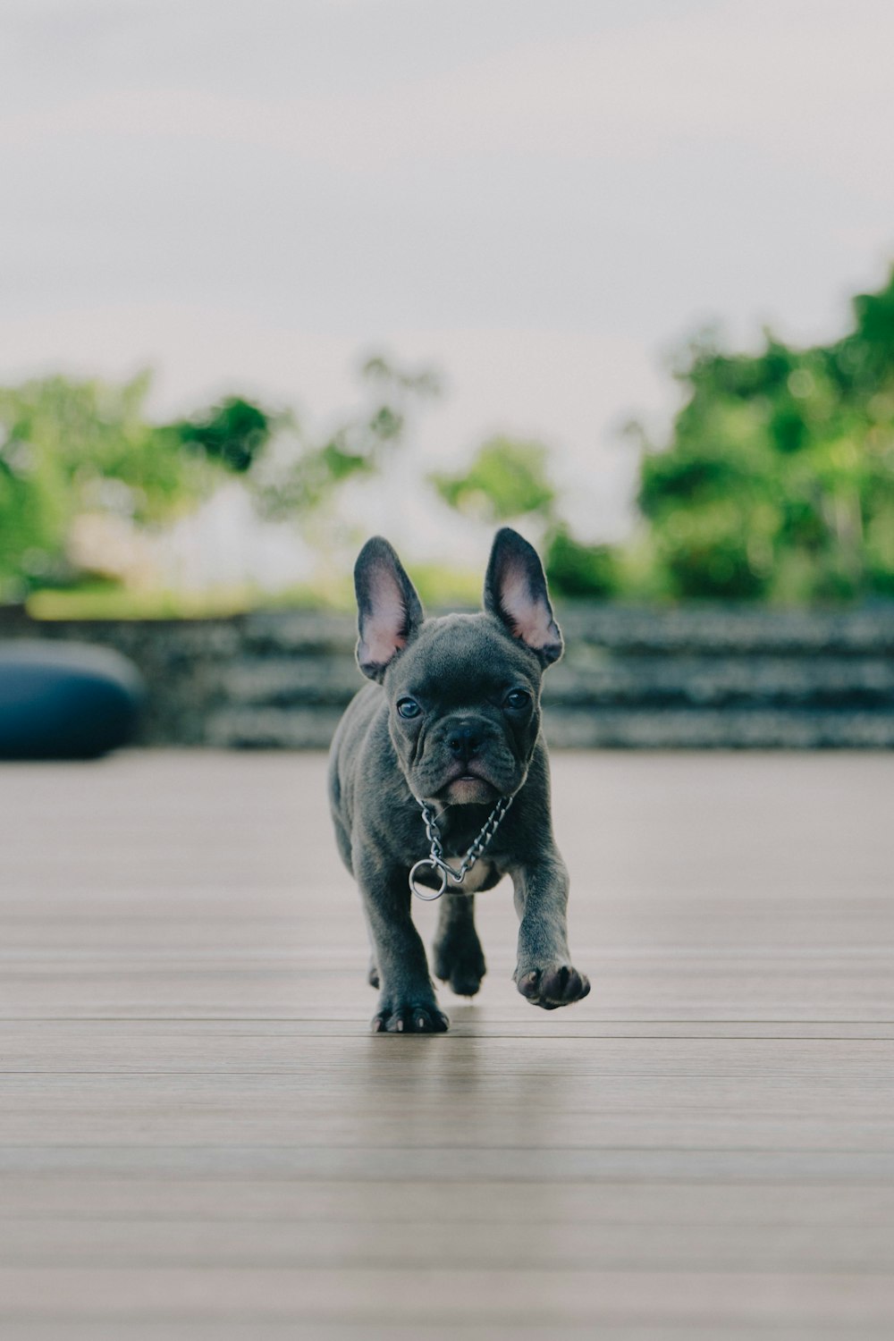 black french bulldog puppy on brown wooden floor during daytime