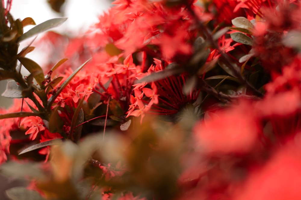 red flowers in tilt shift lens