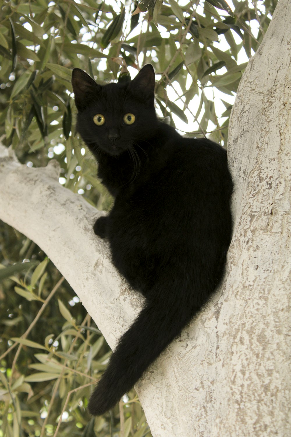 Schwarze Katze auf weißem Baumstamm