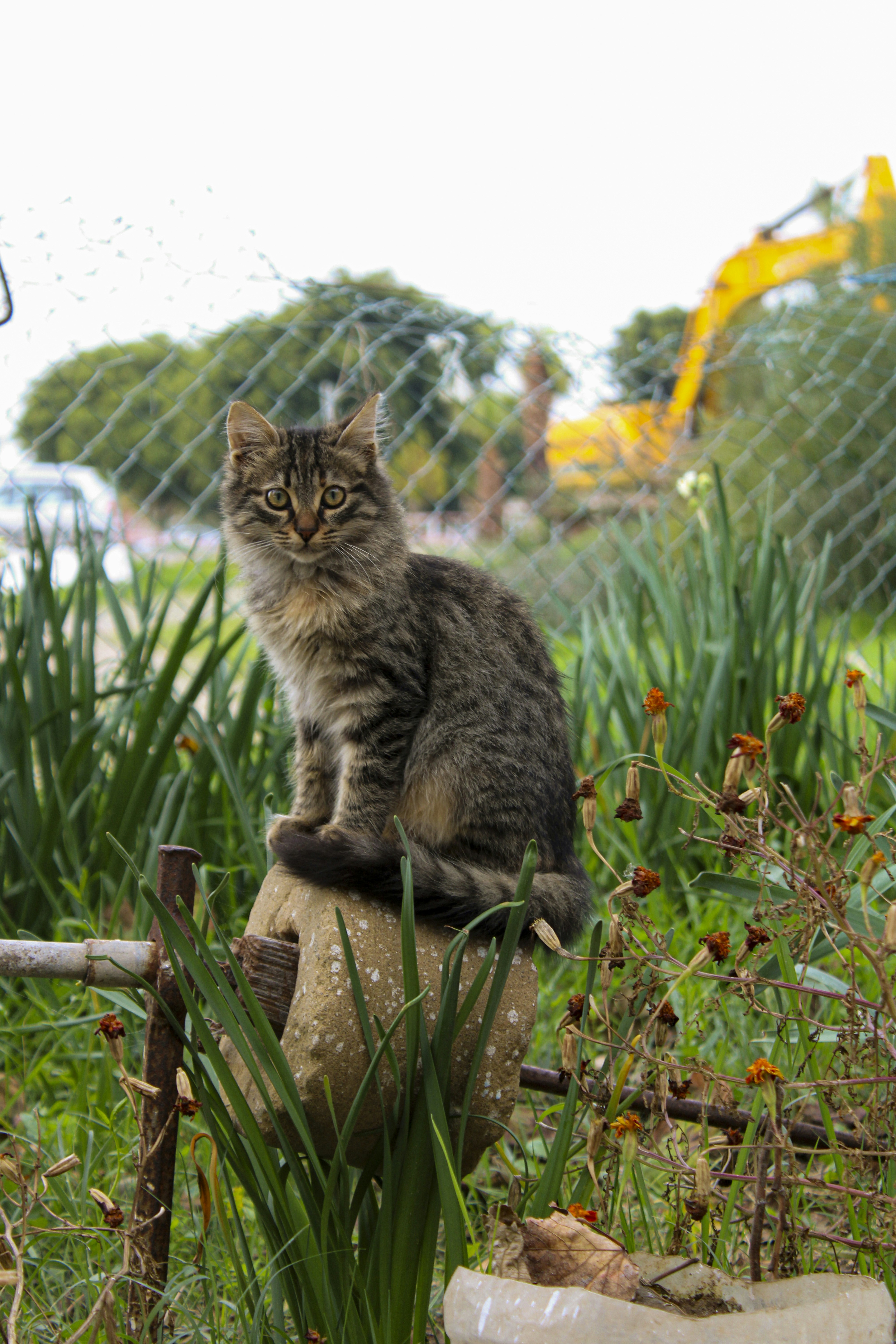 silver tabby cat on brown wooden log