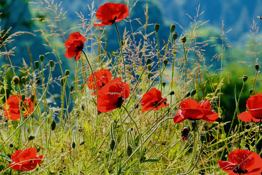 red flower on green grass field during daytime