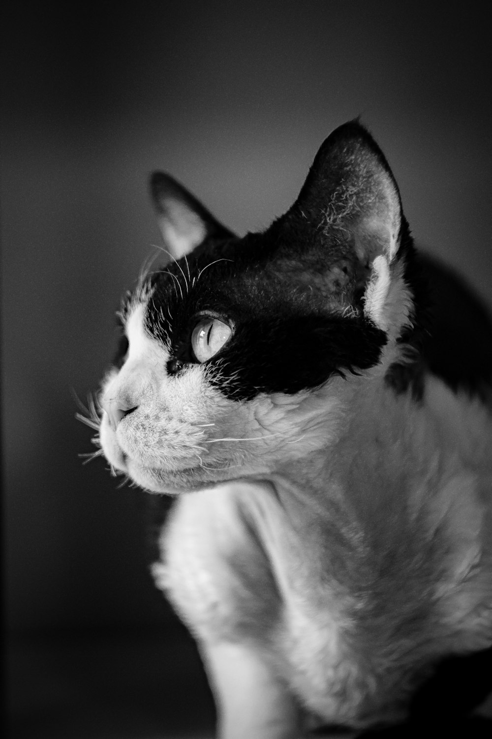 grayscale photo of cat with black eyes