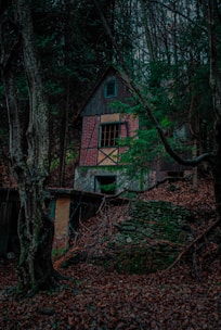 Exterior of a securely boarded vacant house nestled in the New Forest countryside.