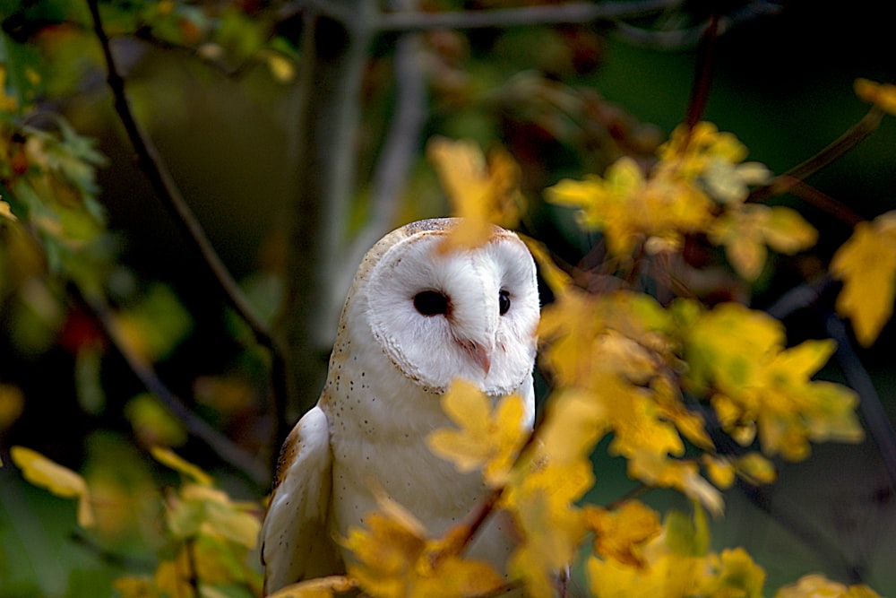 white owl on yellow flower