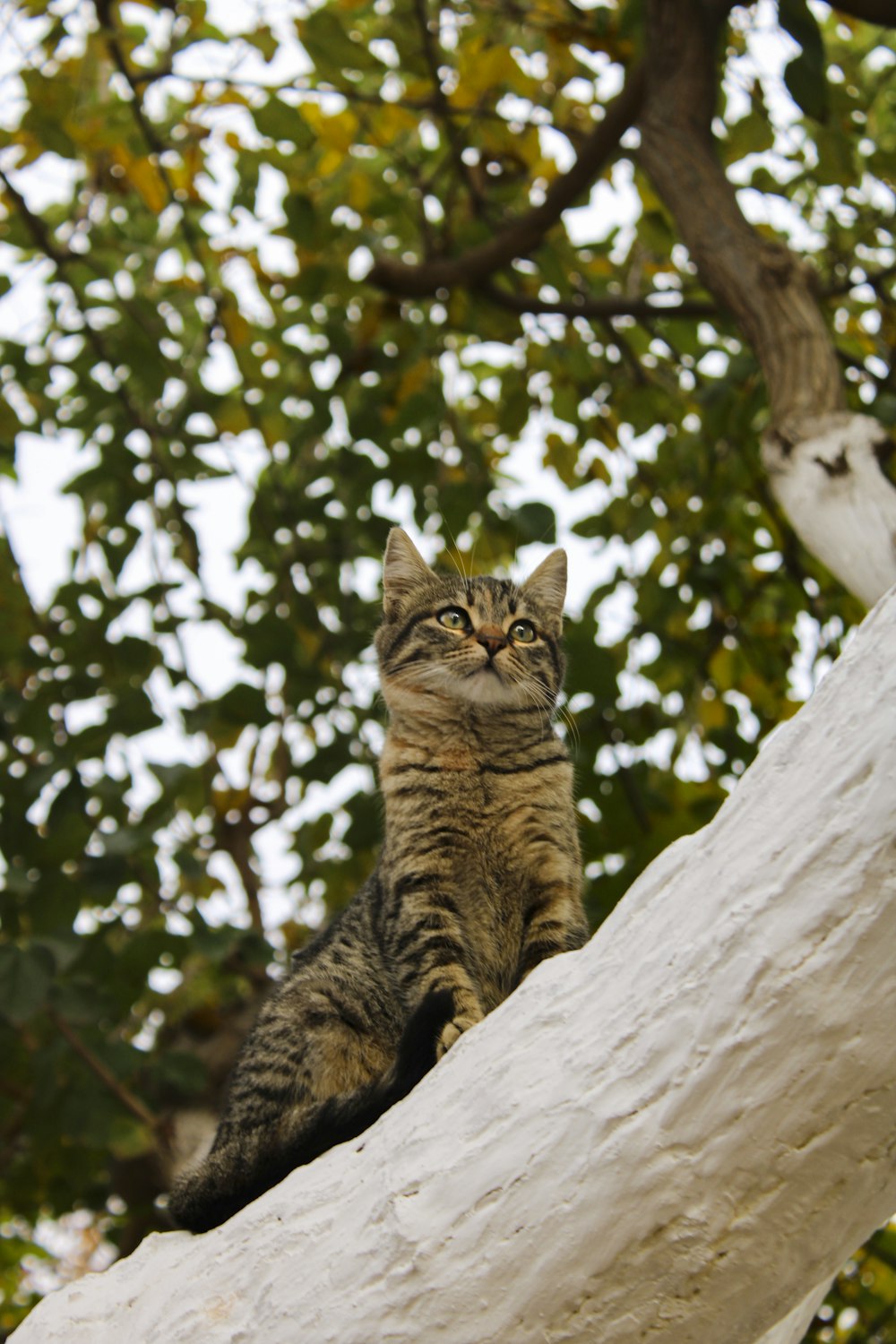 brown tabby cat on white rock