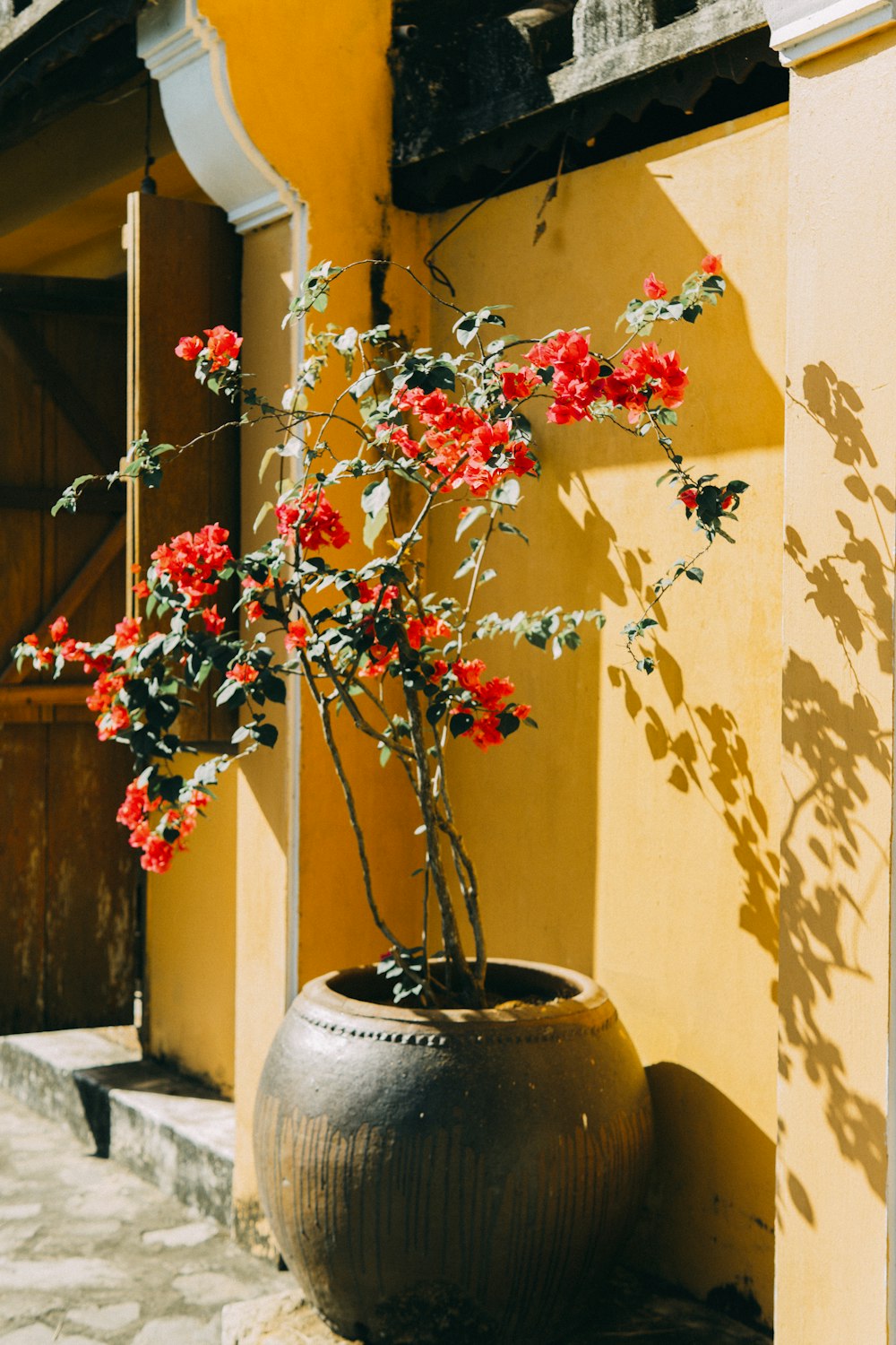 red and green plant on brown clay pot