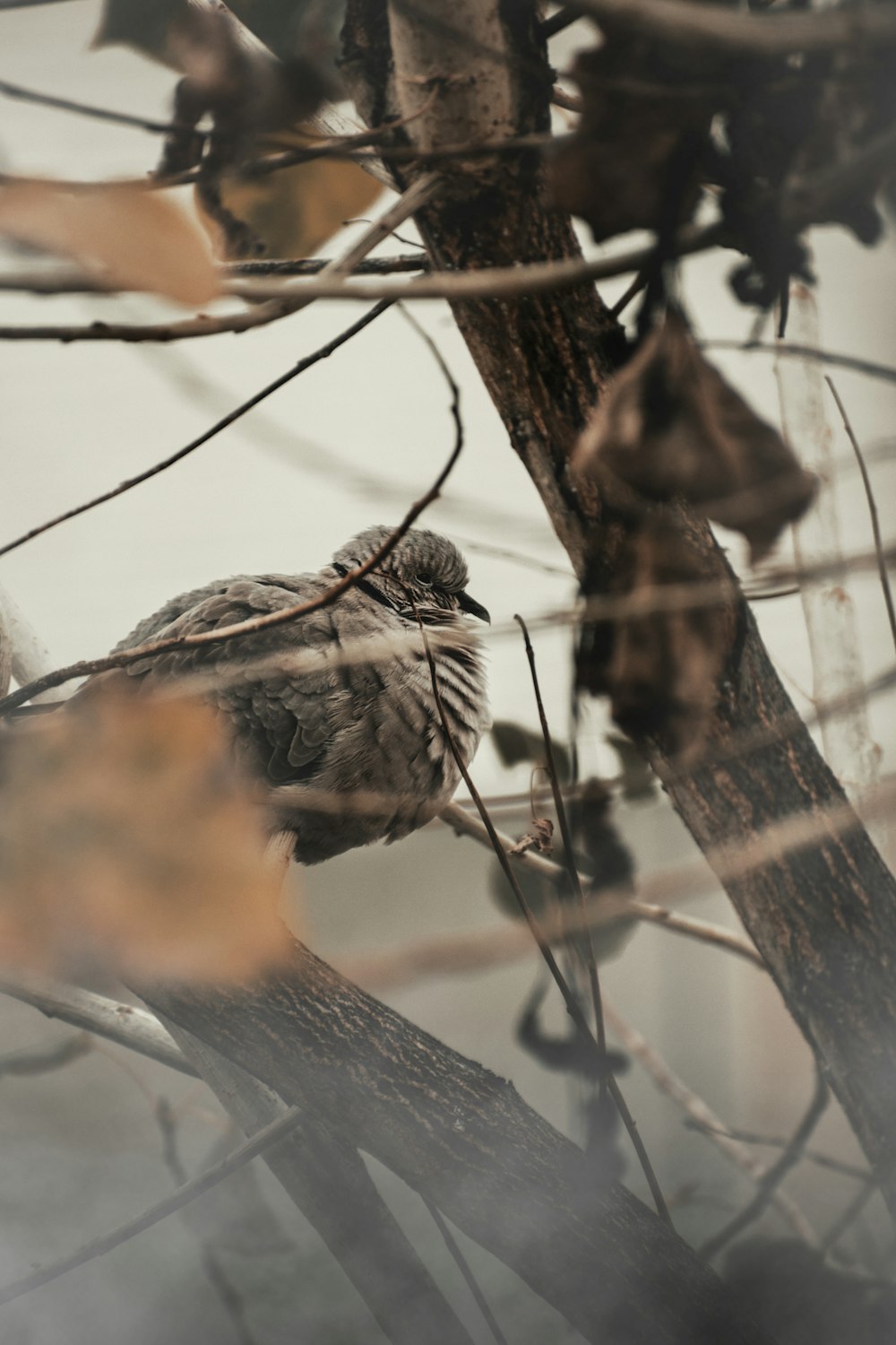 brown bird perched on brown tree branch