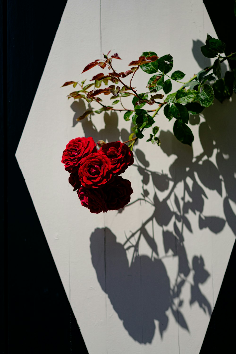 red rose on white and black surface