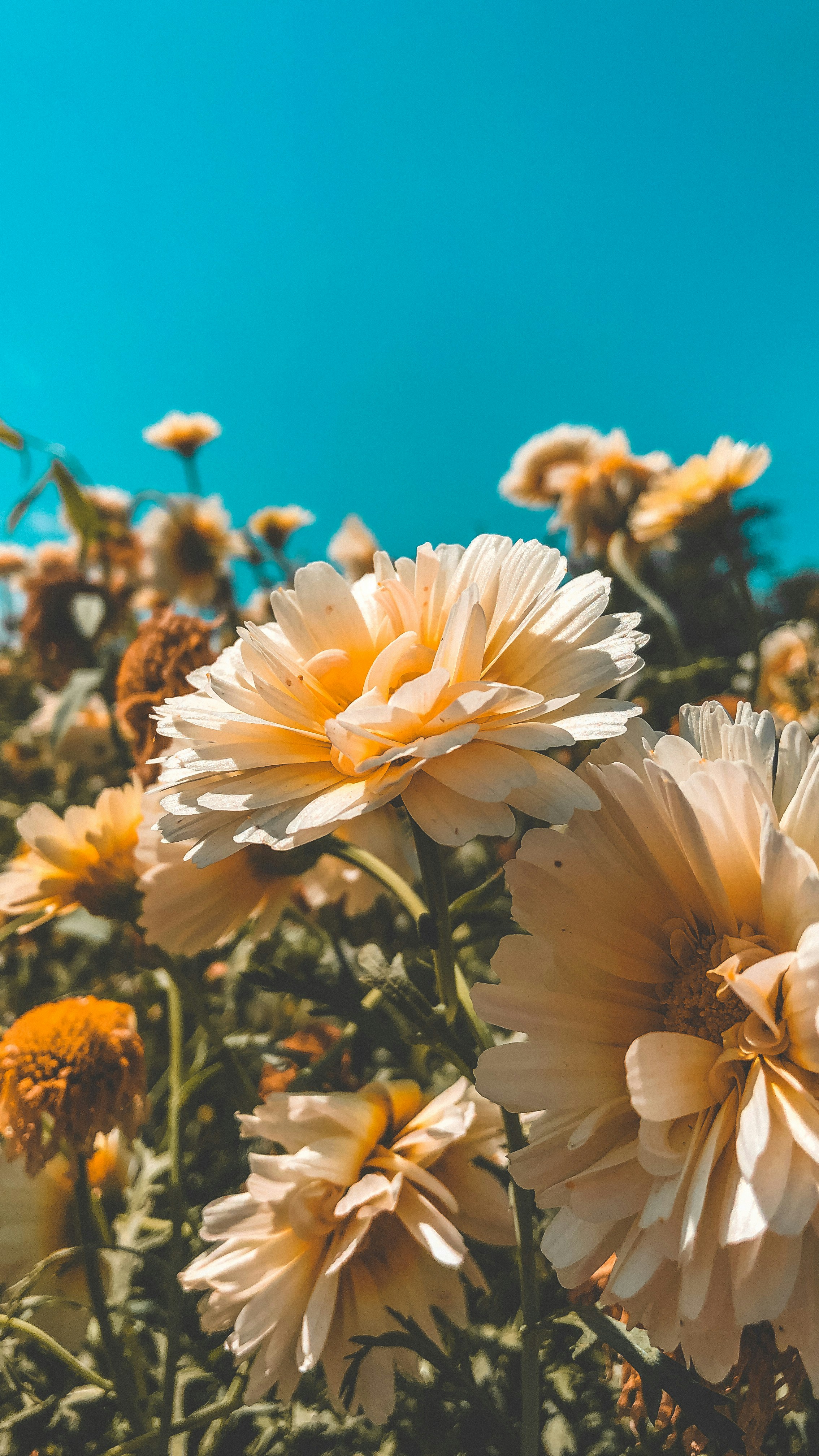 Photo by kaaficlever