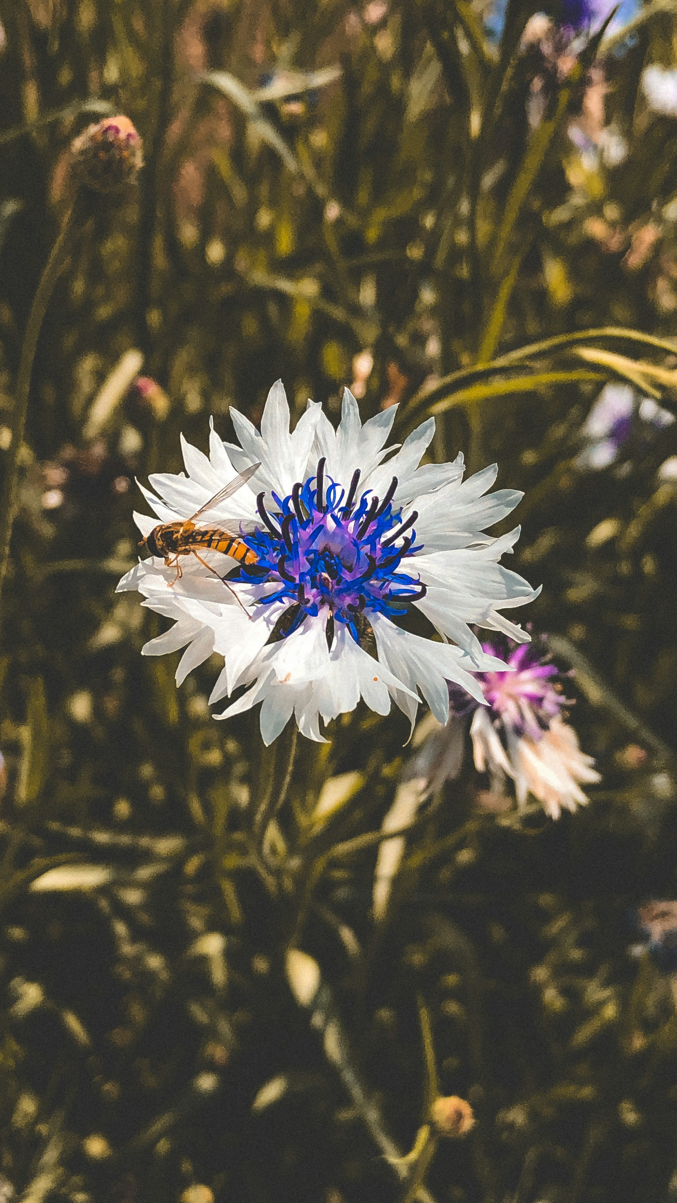 Photo by kaaficlever