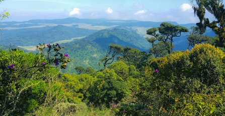 green trees on mountain during daytime