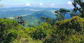 green trees on mountain during daytime