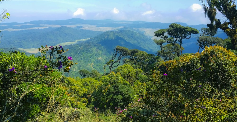 green trees on mountain during daytime