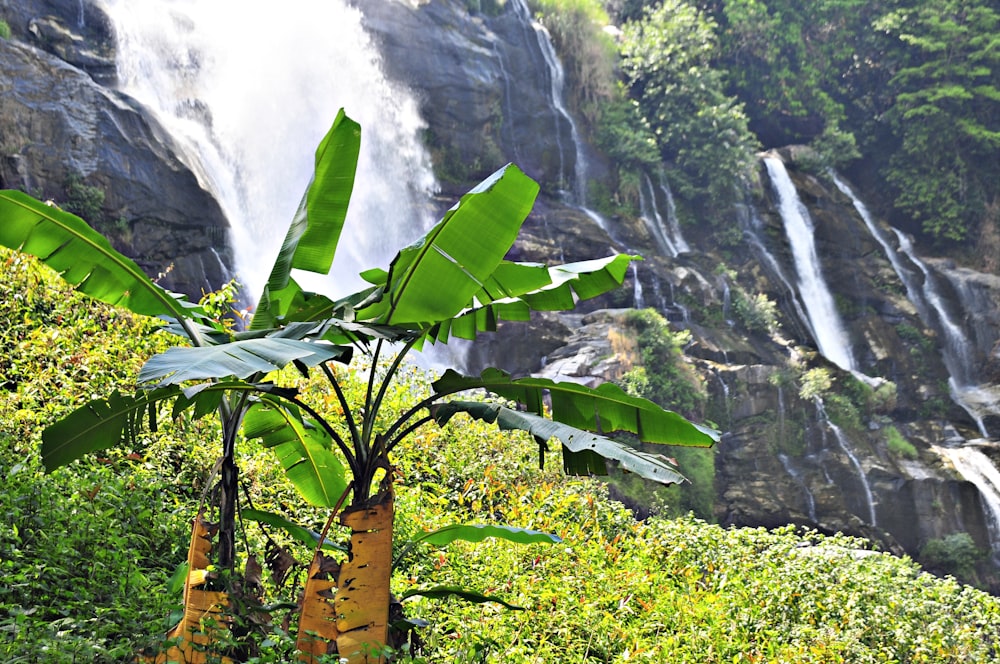 green leaves near waterfalls during daytime