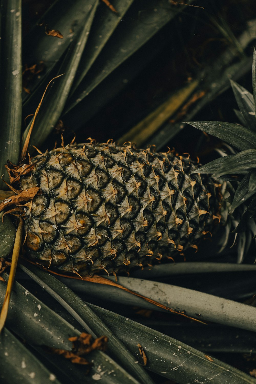 green and brown pineapple fruit