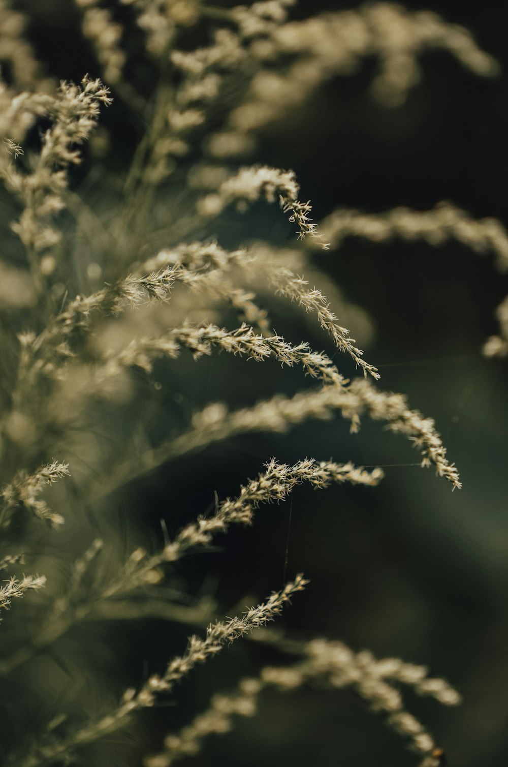 green plant in close up photography