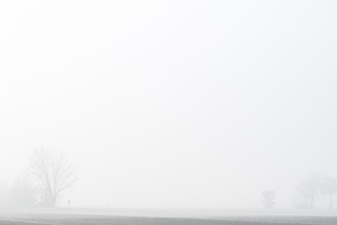 leafless tree on snow covered ground