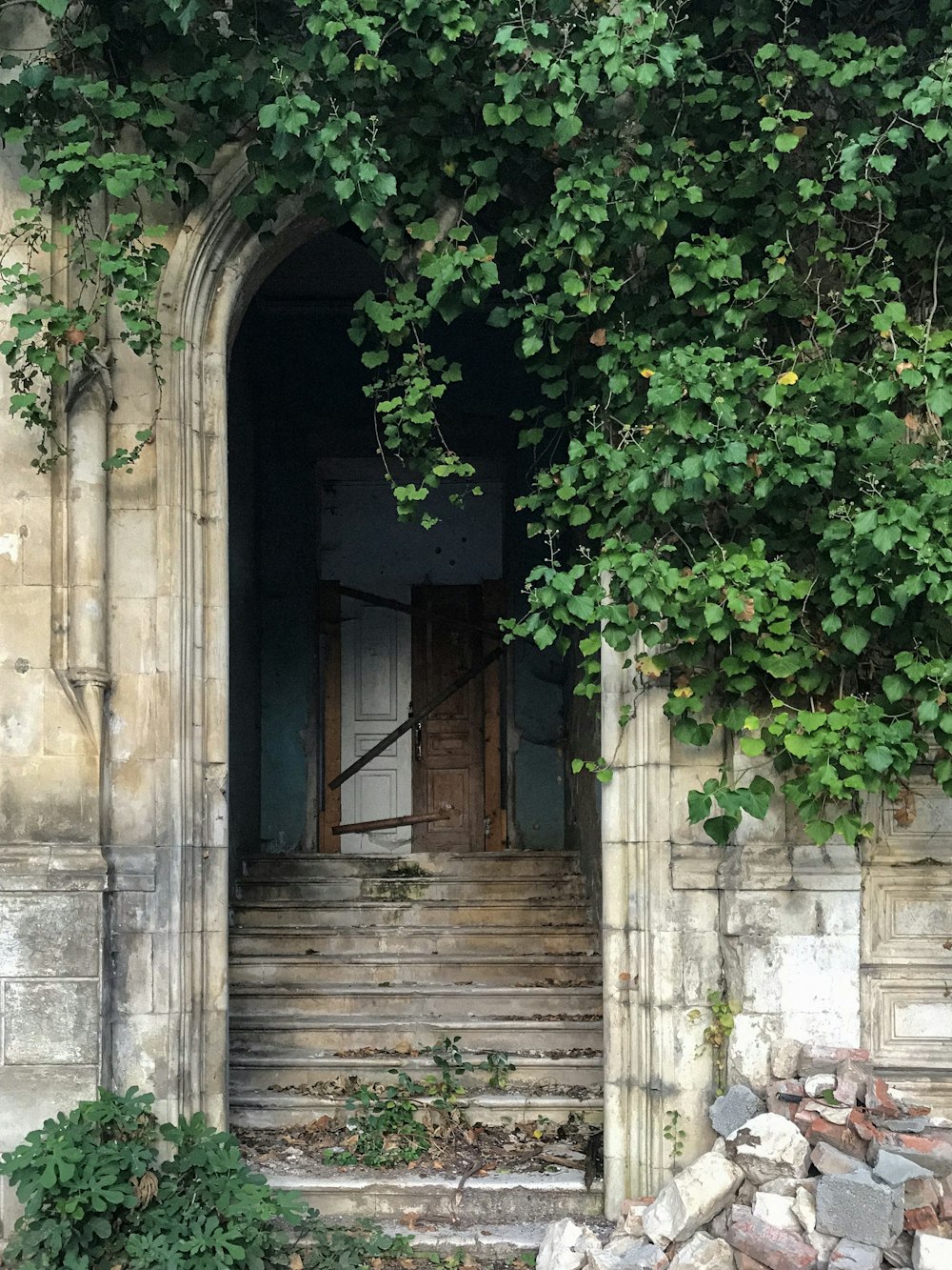 green leaves on brown wooden door