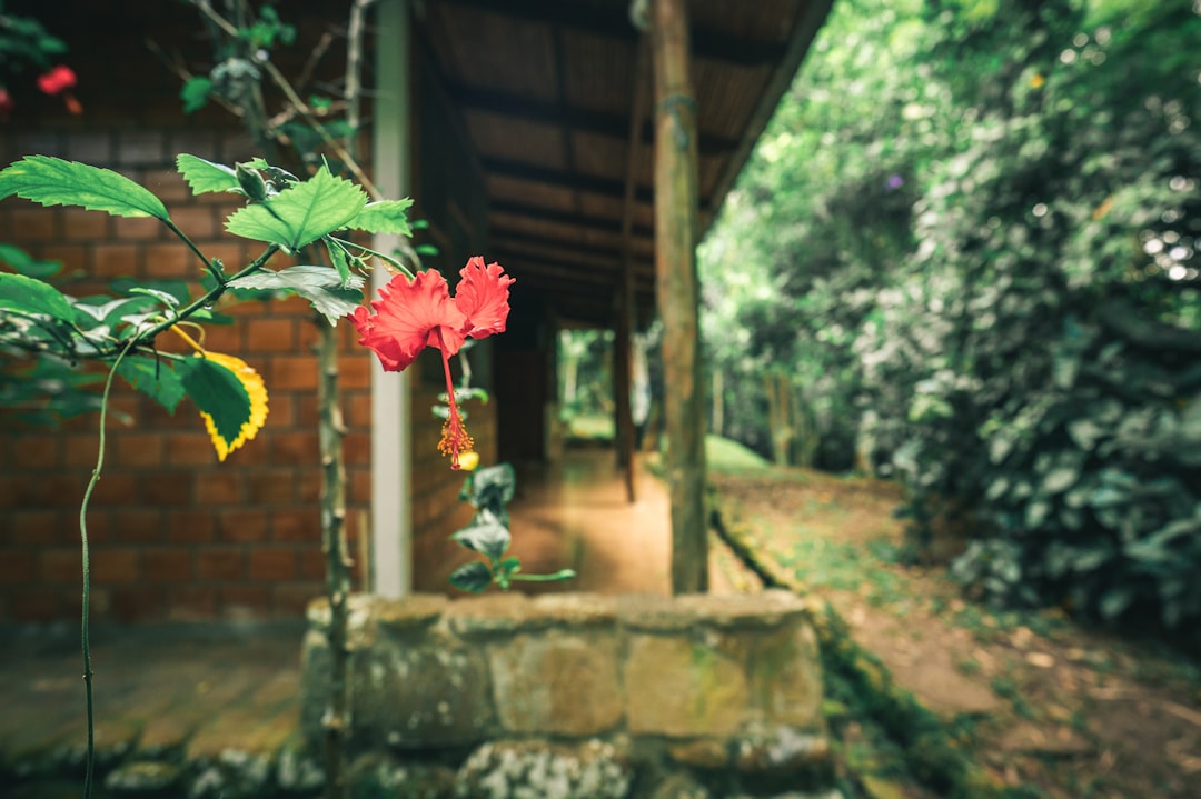 pink flower with green leaves