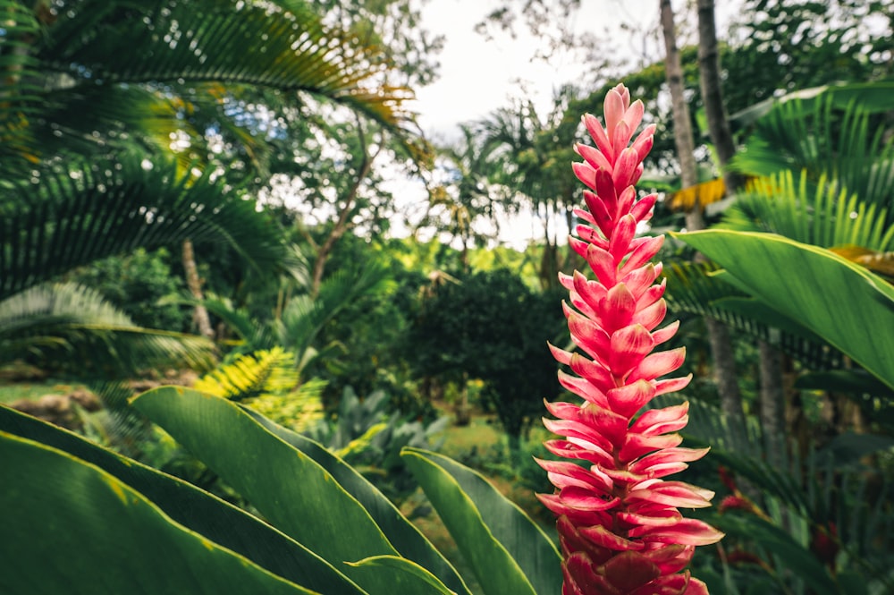 red and green plant during daytime