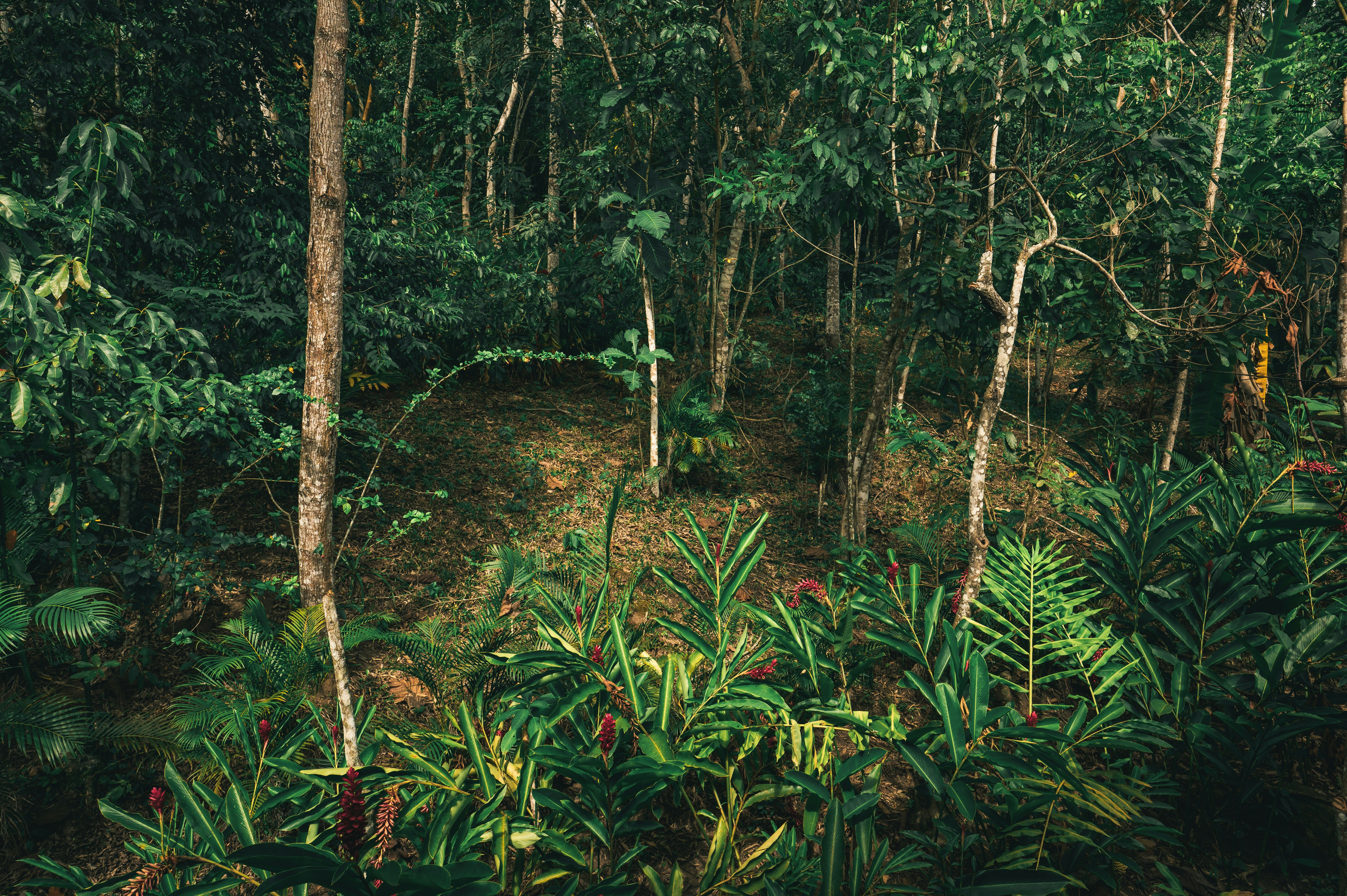 amazon jungle survival wallpaper, wallpaper, Green Hell Crafting: Essential Survival Guide in the Amazon 4