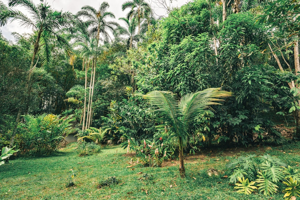 green palm trees on green grass field during daytime