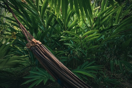 Outdoor hammock area surrounded by tropical plants and natural stone pathways.