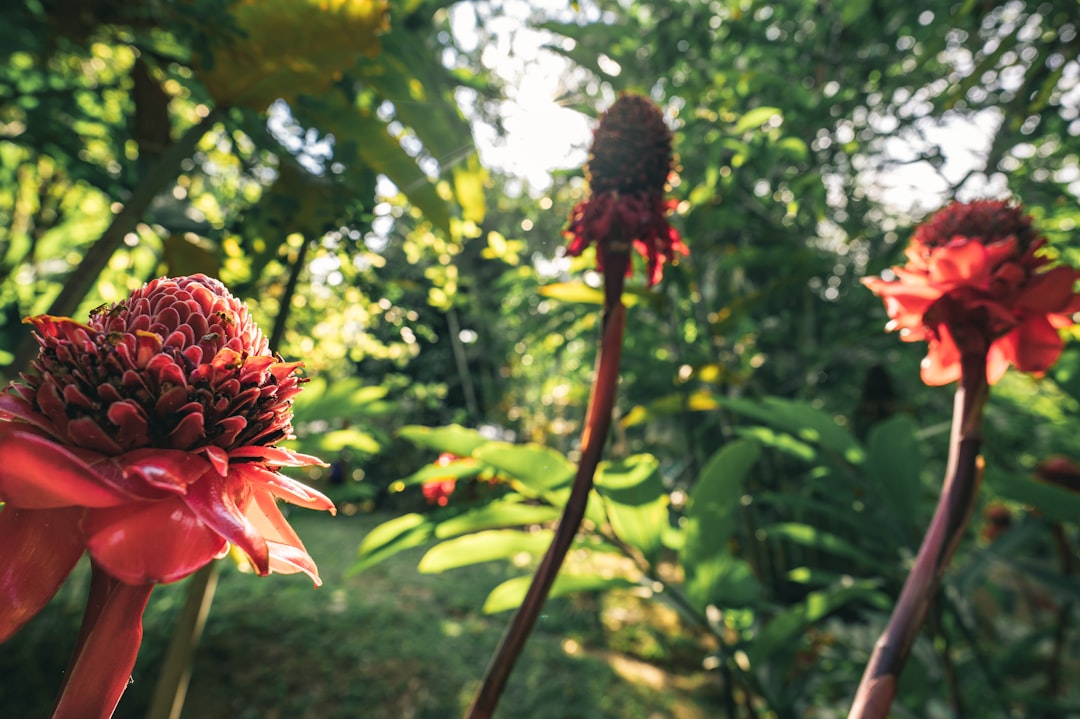 red and yellow flower in tilt shift lens