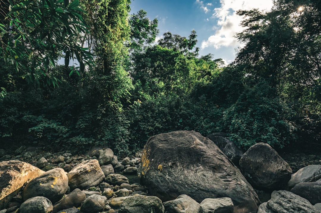 green trees on rocky shore during daytime