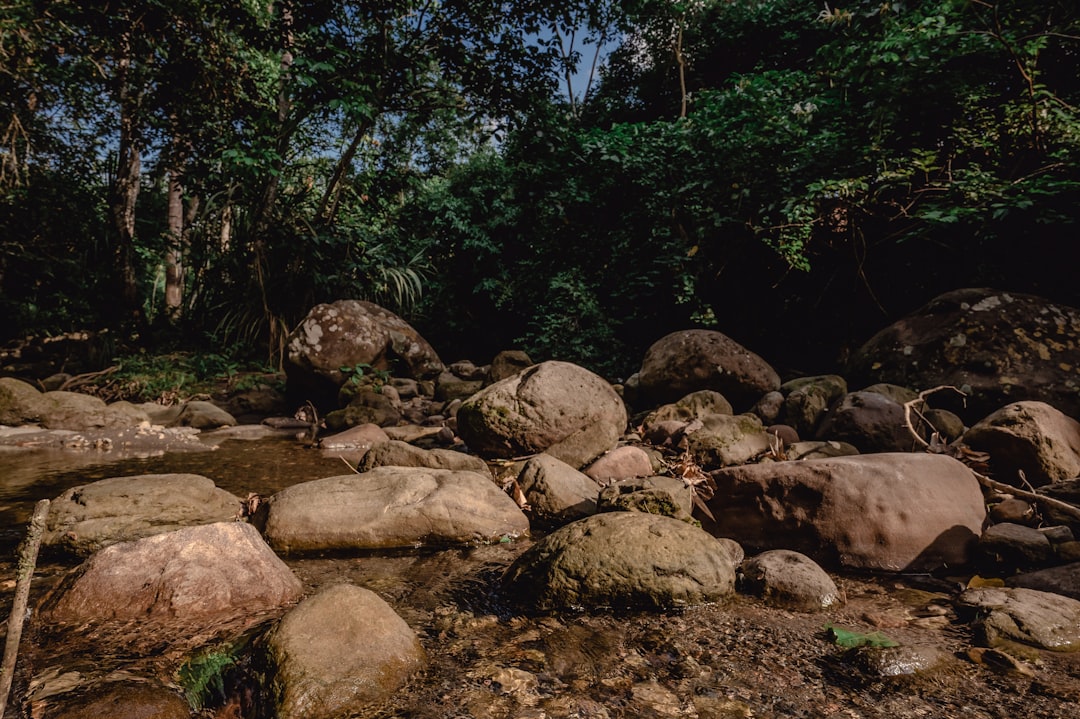 brown rocks near green trees during daytime