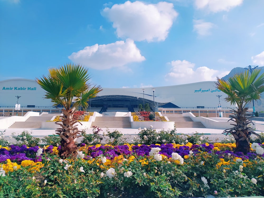 purple and yellow flower field near white building during daytime