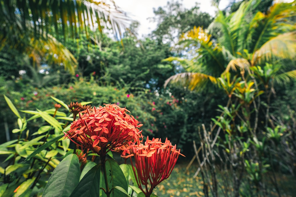 red flower in the garden