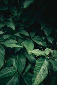 green leaves in close up photography