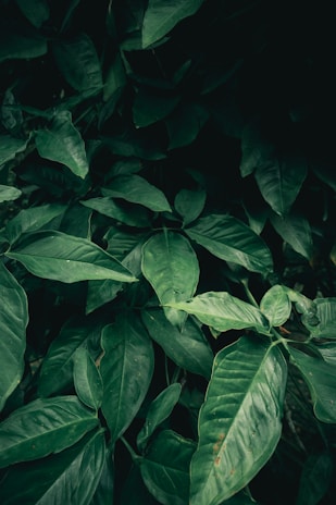 green leaves in close up photography