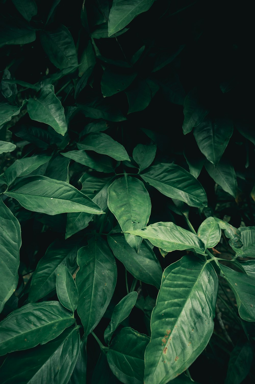 green leaves in close up photography