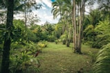 green grass field with green palm trees under blue sky and white clouds during daytime