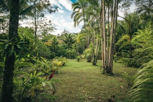 green grass field with green palm trees under blue sky and white clouds during daytime