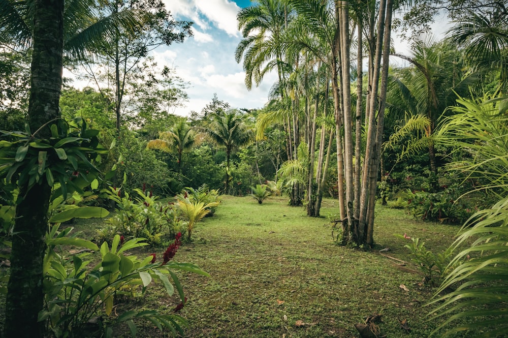 green grass field with green palm trees under blue sky and white clouds during daytime