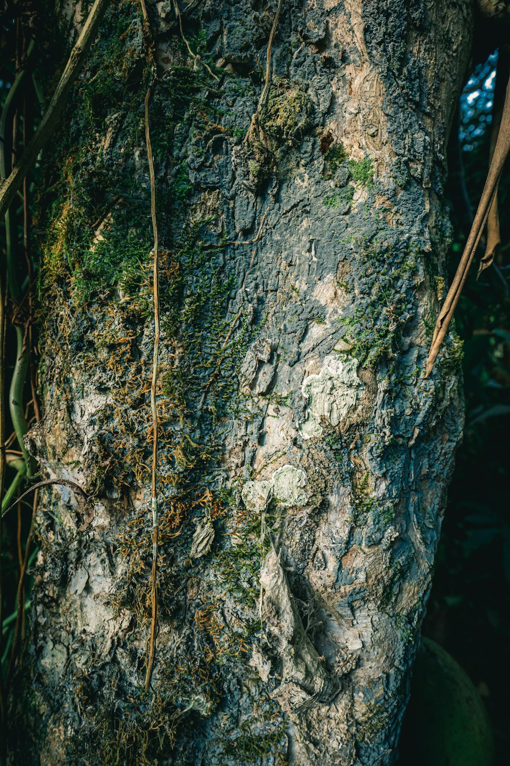 brown tree trunk with green moss