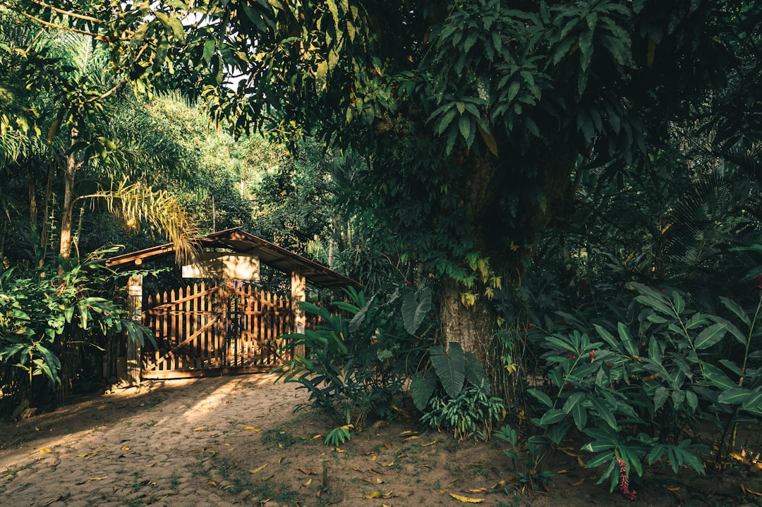 brown wooden house surrounded by green trees during daytime