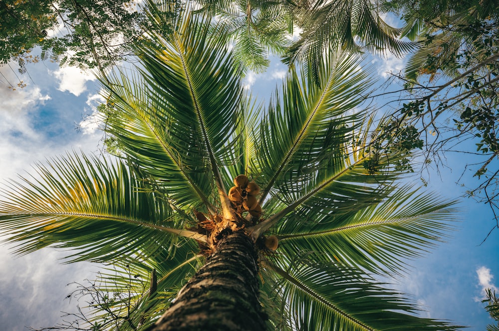 green palm tree under blue sky during daytime