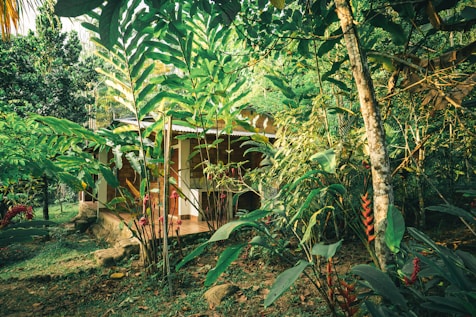 green leaf plants near brown wooden house