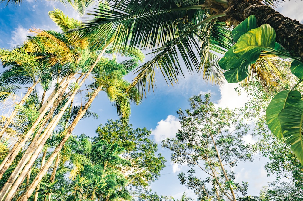 green palm tree under blue sky and white clouds during daytime