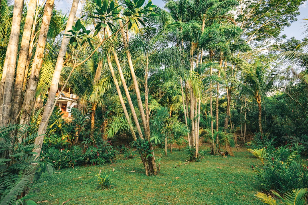 green palm trees on green grass field during daytime