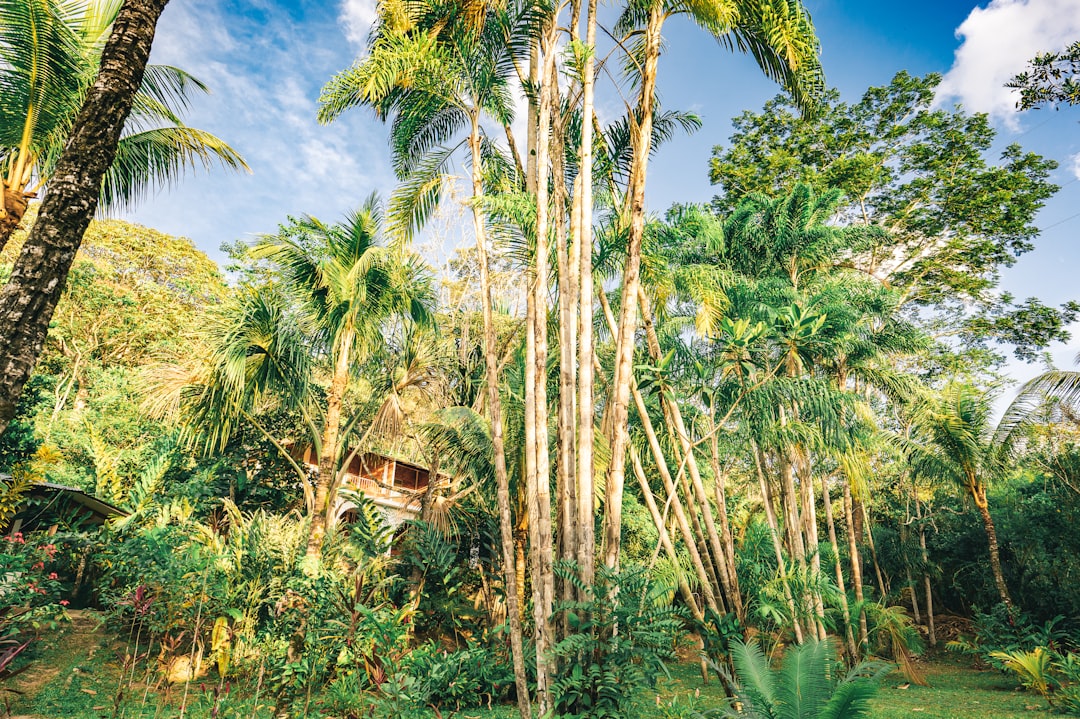 green palm trees near brown wooden house during daytime